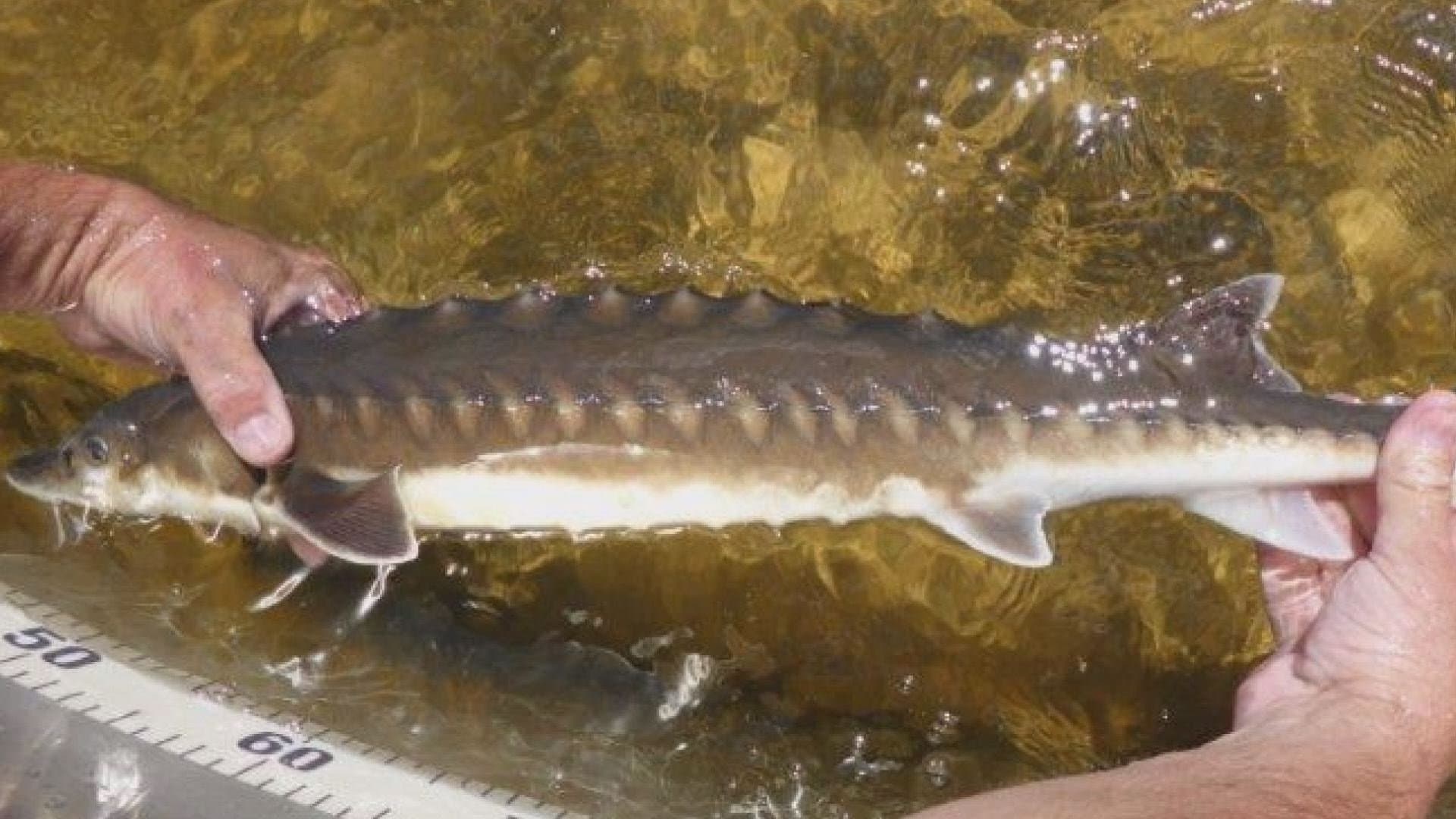 Der Milliarden-Dollar-Fisch