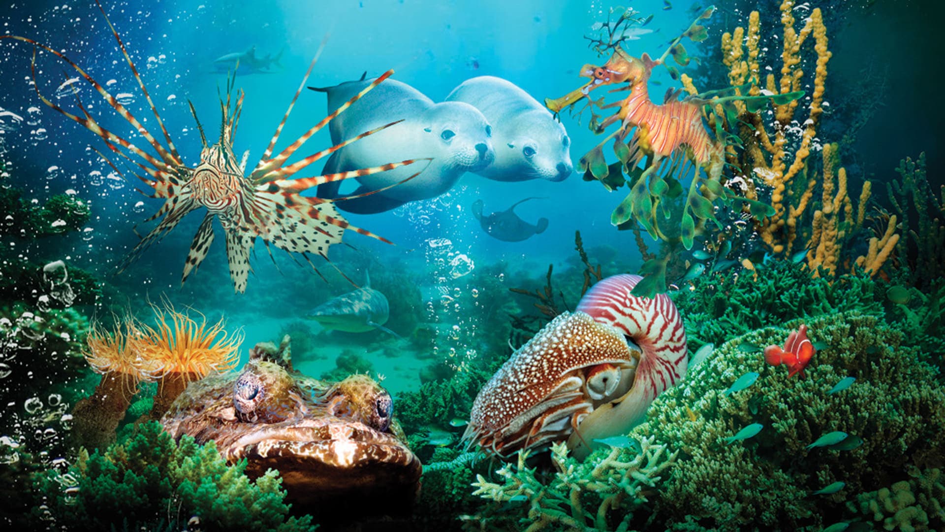 IMAX: Under The Sea 3D