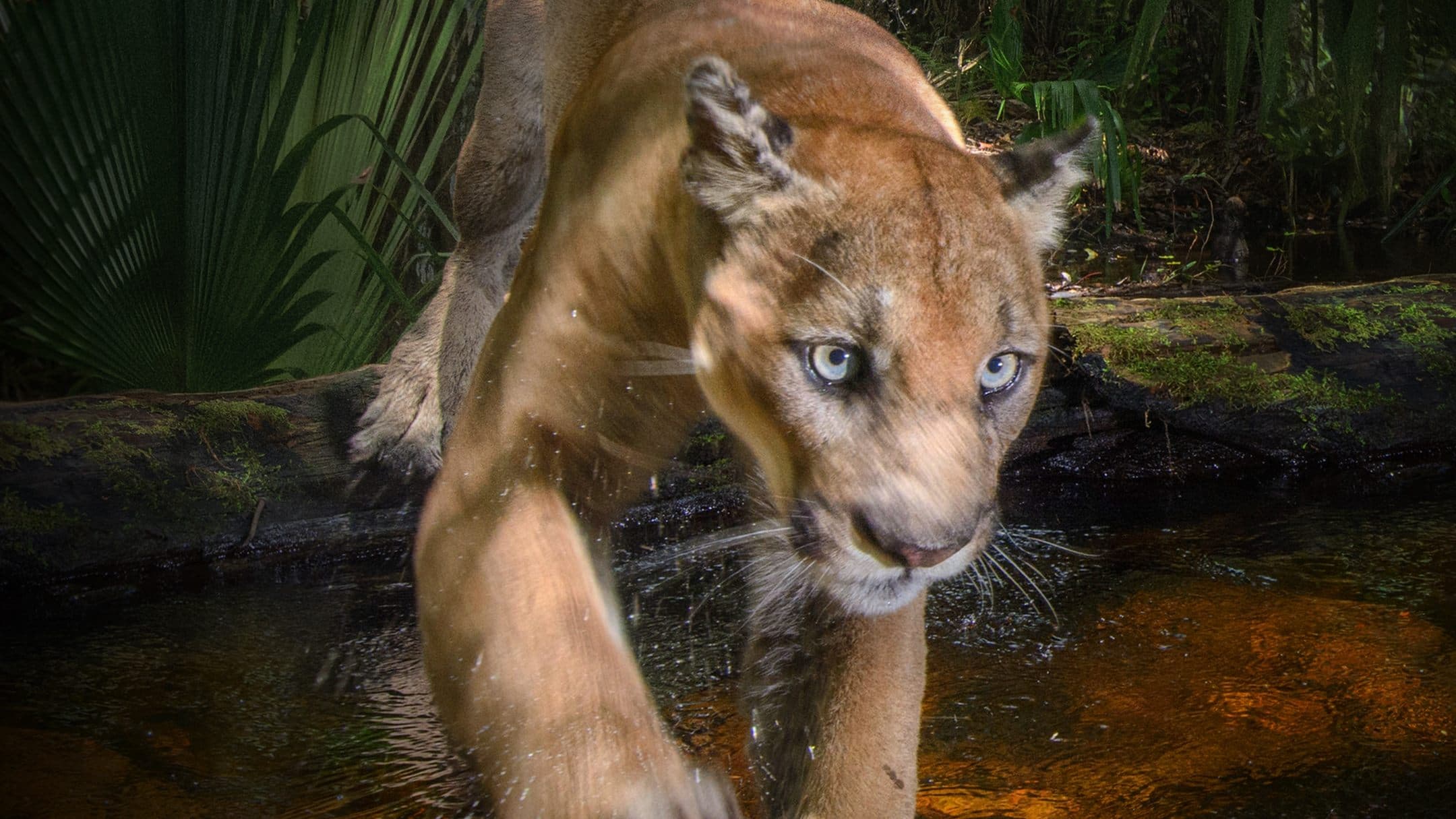 Die Rückkehr des Pumas