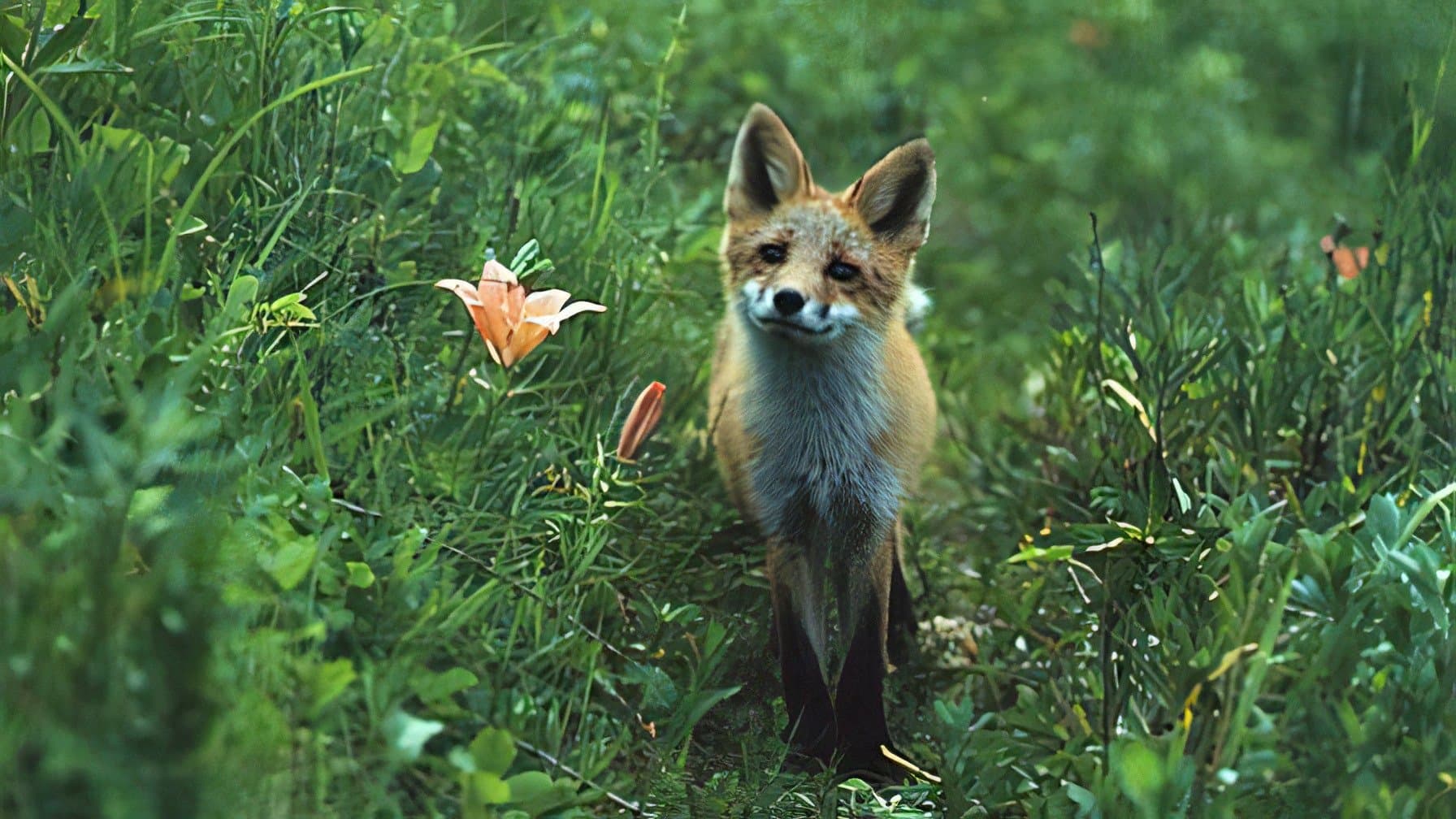 Der Gletscherfuchs