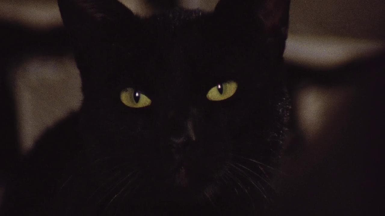 Die schwarze Katze