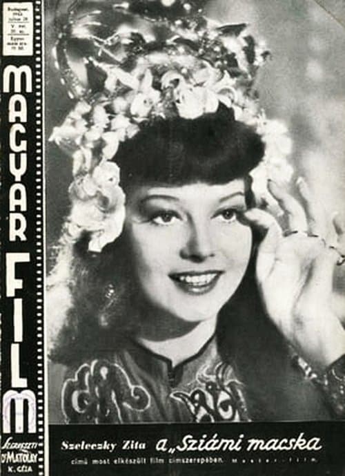 Sziámi macska poster