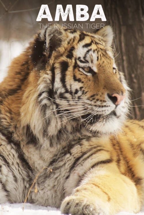 Amba: The Russian Tiger poster
