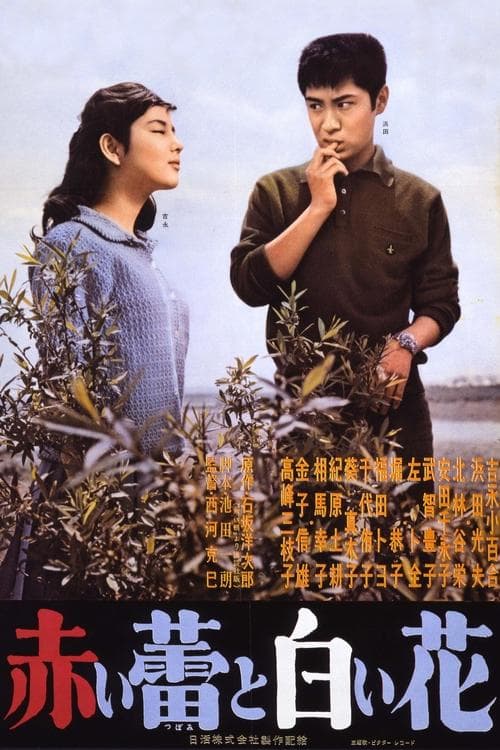 赤い蕾と白い花 poster