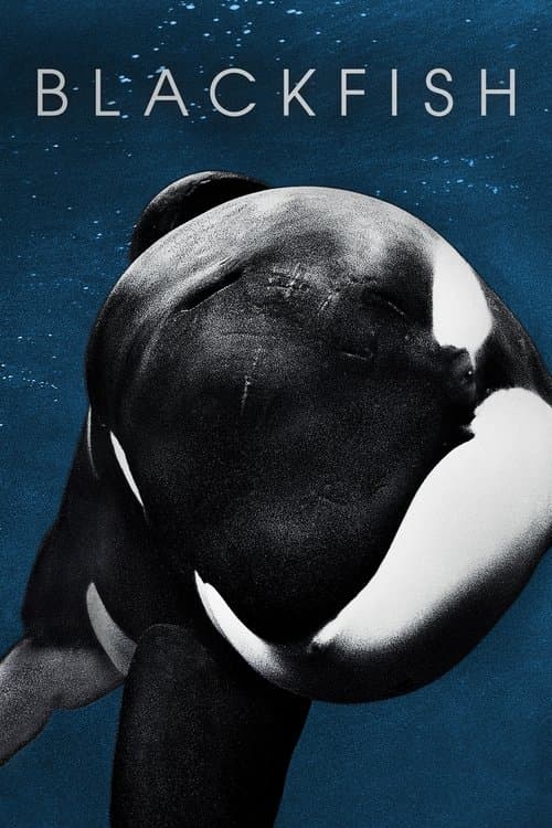 Blackfish: Der Killerwal poster