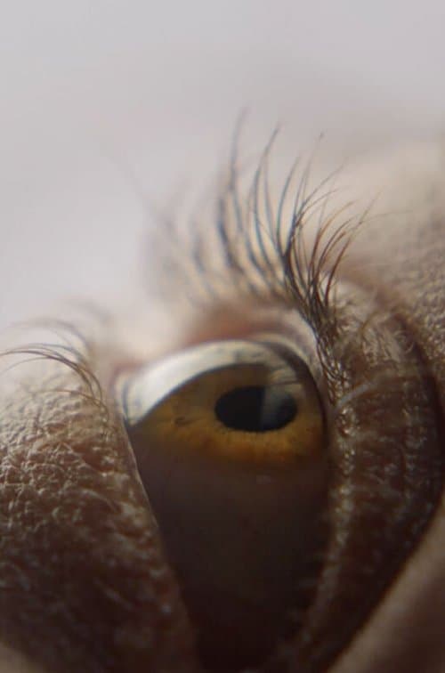Eyelash poster