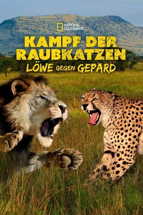 Kampf der Raubkatzen - Löwe gegen Gepard poster