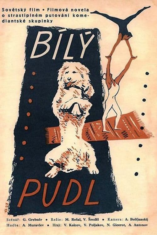 Белый пудель poster
