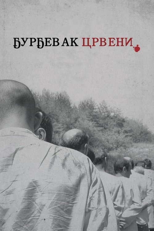 Ђурђевак црвени poster