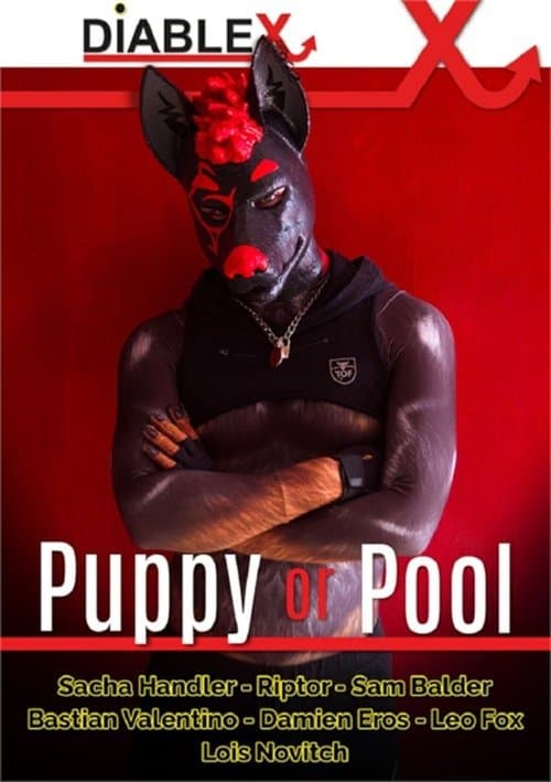 Puppy or Pool poster